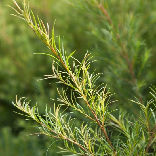 彩生舎 ハイパープランツ オーガニック精油 ティートリー 10m